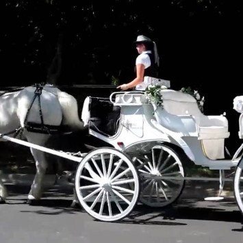 Experience a White Horse & Carriage Ride at this Year's Diner en Blanc Orlando 